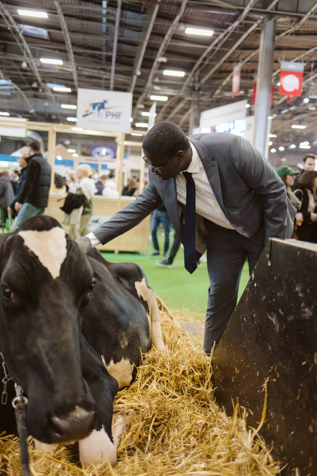 Tanguy David au contact d’une vache au Salon de l’Agriculture